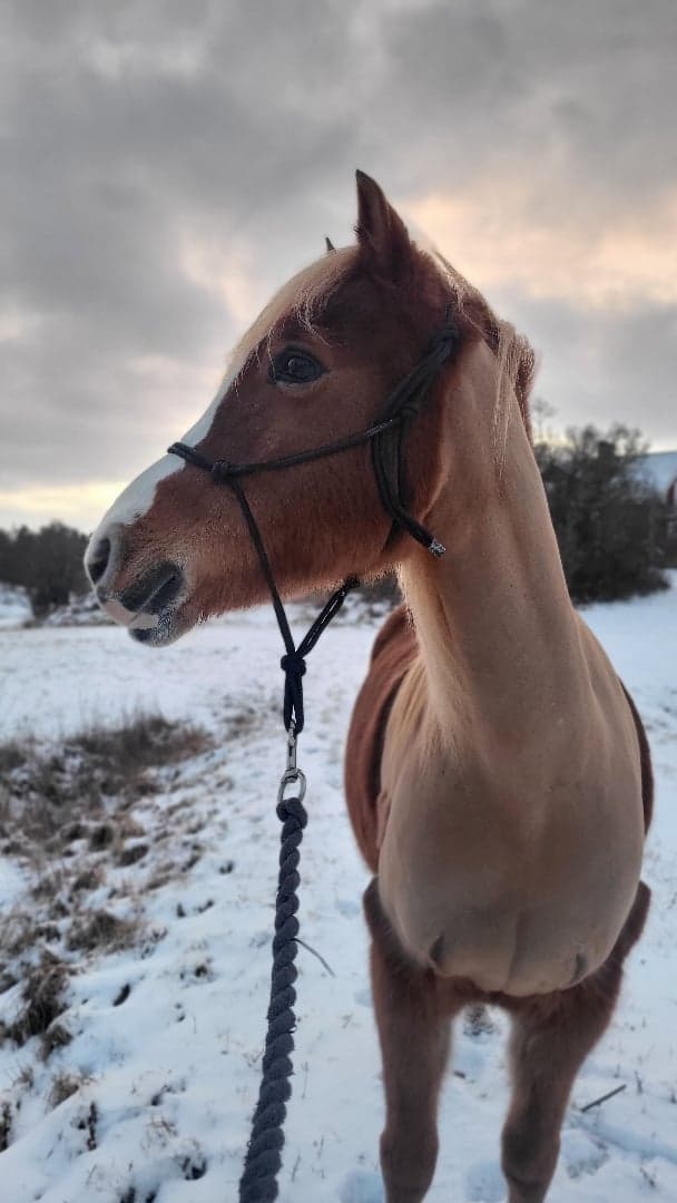 Media 1 av Scilla |||