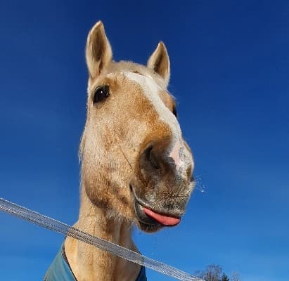 Bild 1 av Lucky Moonrise