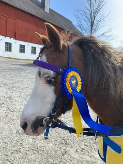Inlägg 65 av Galopp med titeln VINST PÅ BRO PARK