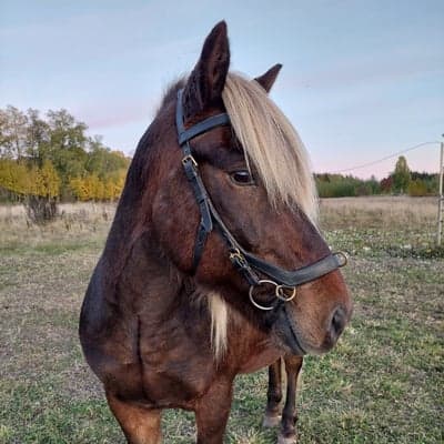 Snotri från Lia Gård