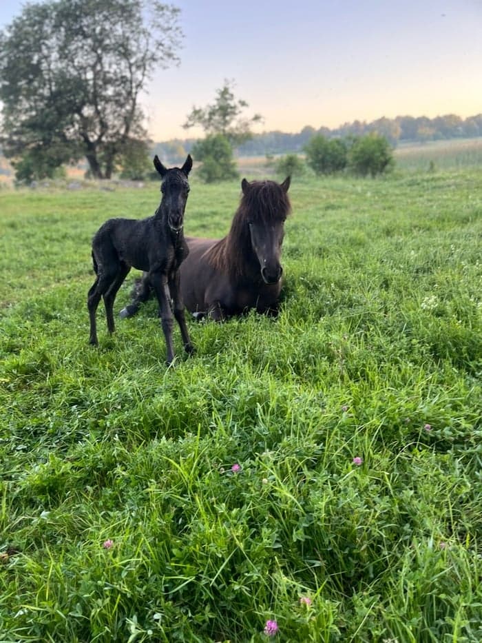 Media 1 of Stáli från Säll