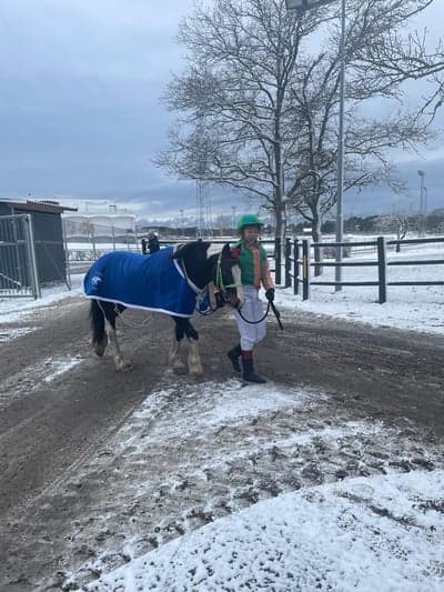 Inlägg 75 av Galopp med titeln Idag var det tävling på bro! Super taggad Big Man sprang till en 1:a plats❤️‍🔥🏇