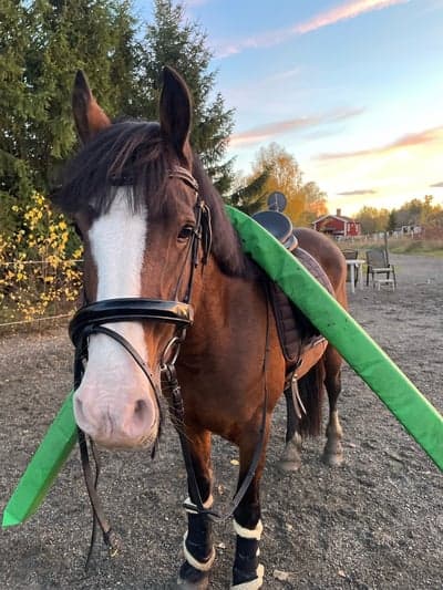 Inlägg 1 av Avel med titeln Hjälper till med bommarna 😍