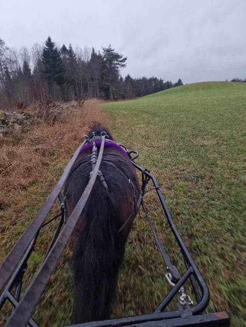 Bild av Super sött sto