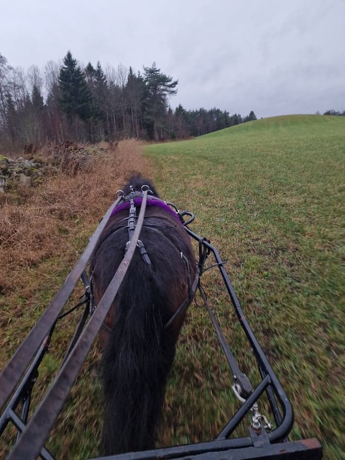 Media 6 av Polly v. Stal van Poolland