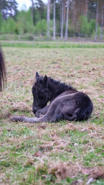 Inlägg 1 av Utställning med titeln Furunäs Domino föddes