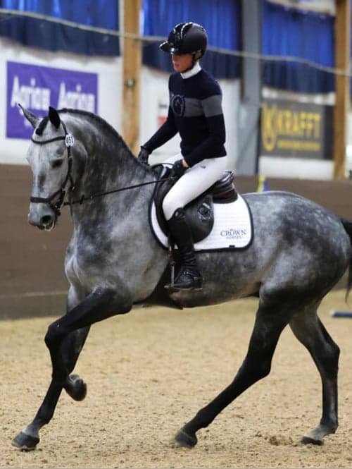 Träning, utbildning & tävling av din häst