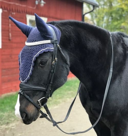 Bild av Blå flugluva 