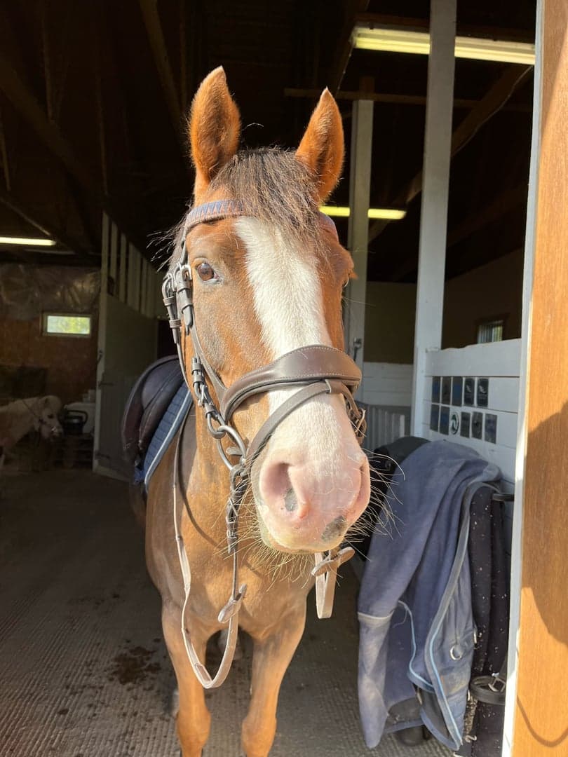 Bild 1 av Fredriksdals myztic