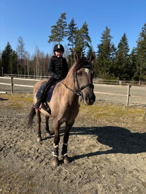 Bild av Mustang söker medryttare