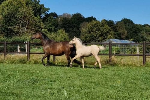 Bild av vacker D-ponny