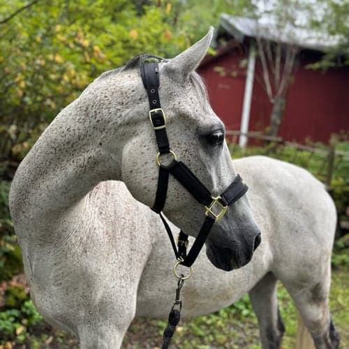 Profile picture of Elin Hart