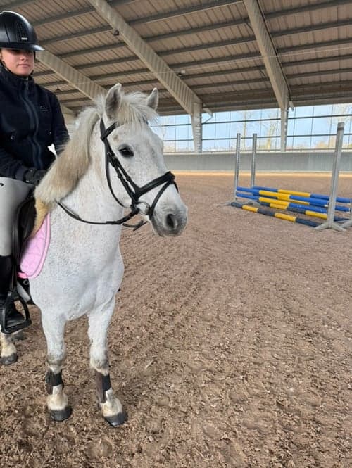Bild av Charmig B-ponny med hoppkapacitet
