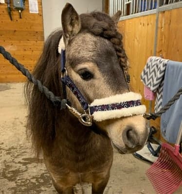 Image 1 of Lönnshults William