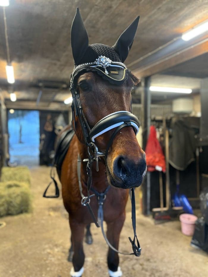 Media 1 av Trotting mon