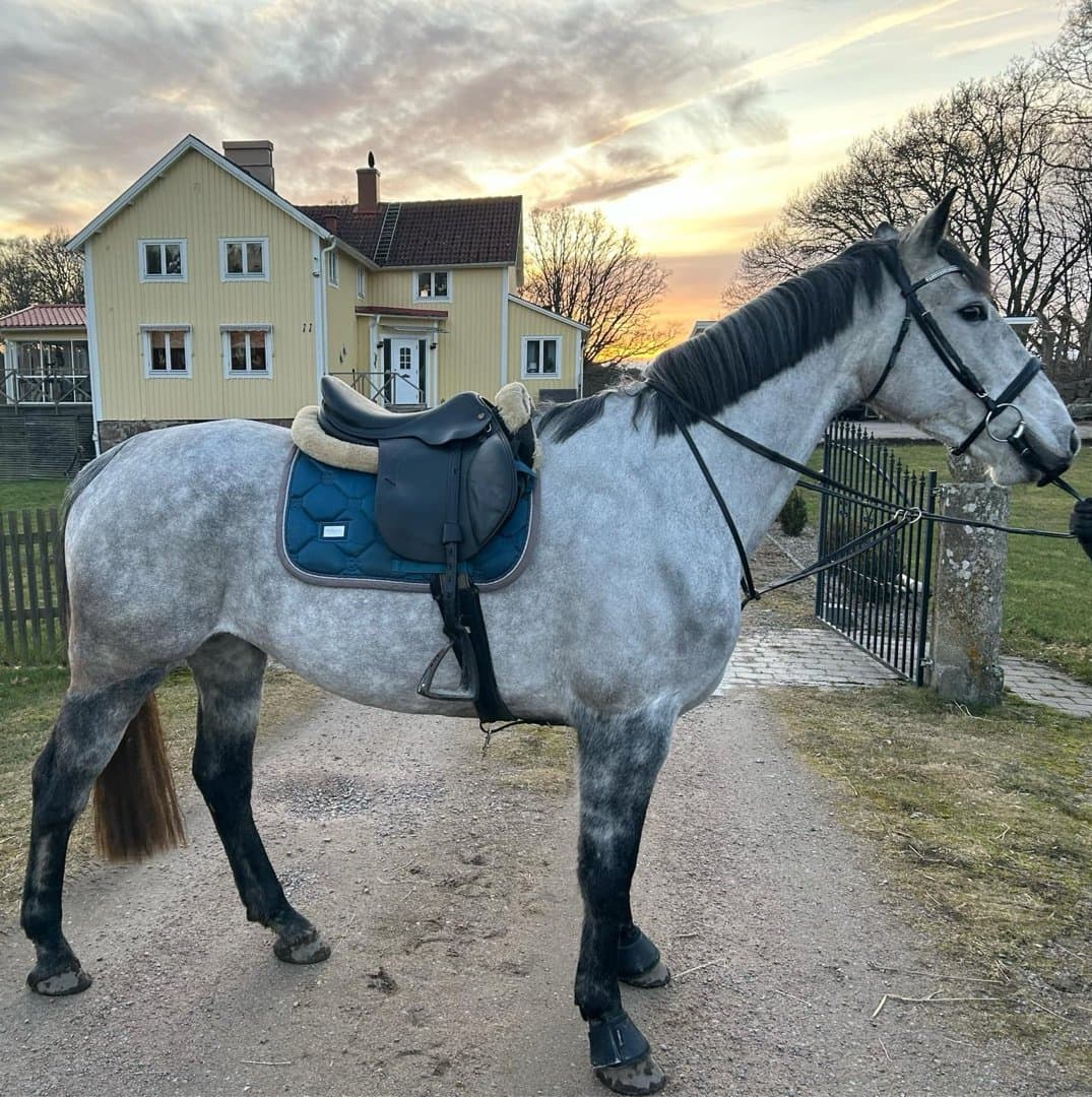 Bild 1 av Pmg's maybellene