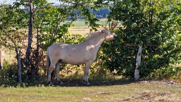 Media 1 av Halifax Unik