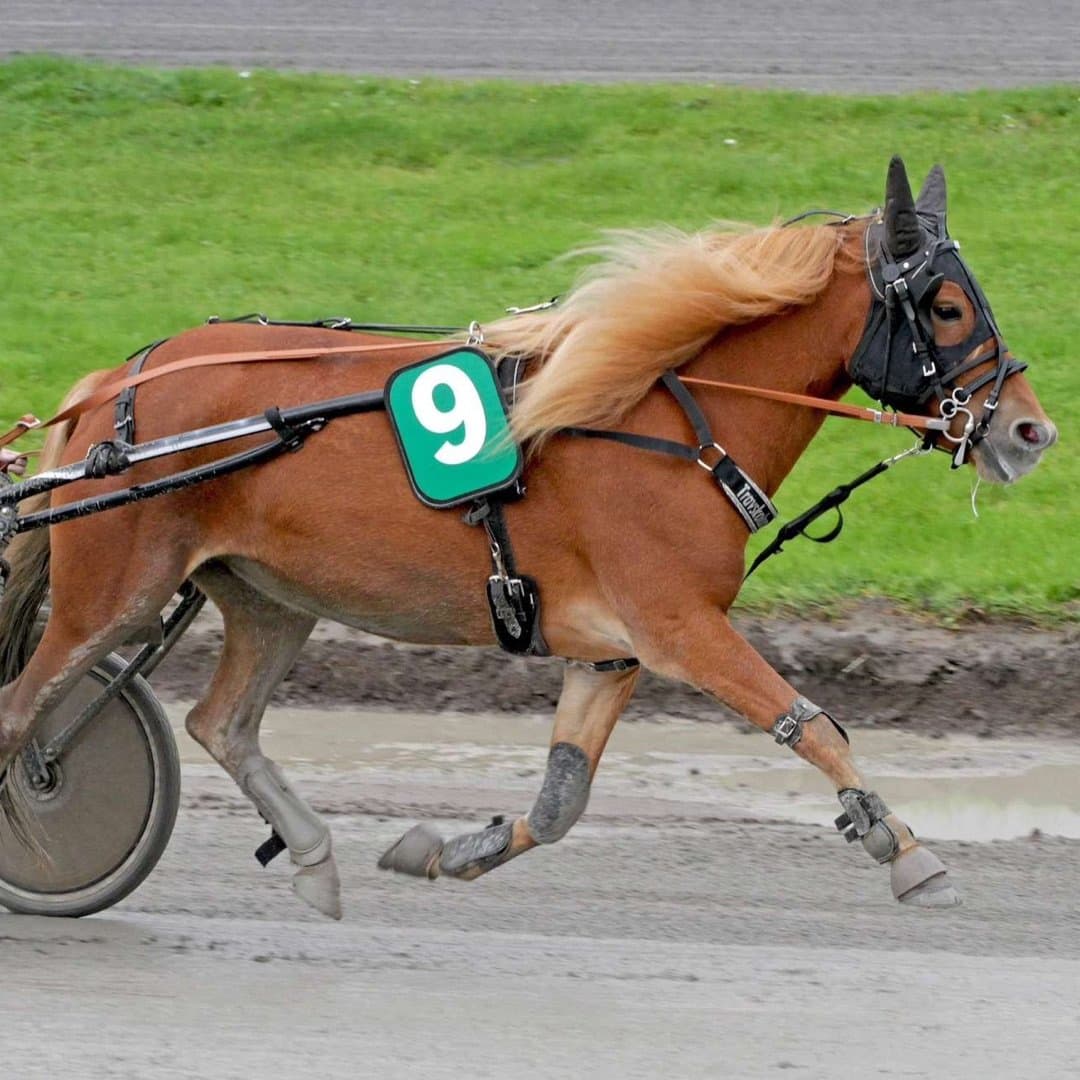 Bild 1 av placeholder text