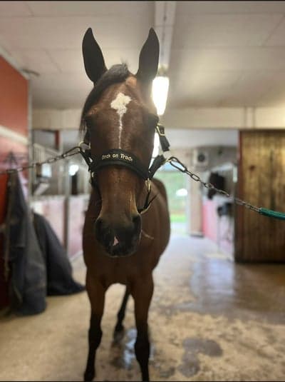 Inlägg 5 av Varmblodstravare med titeln Träning