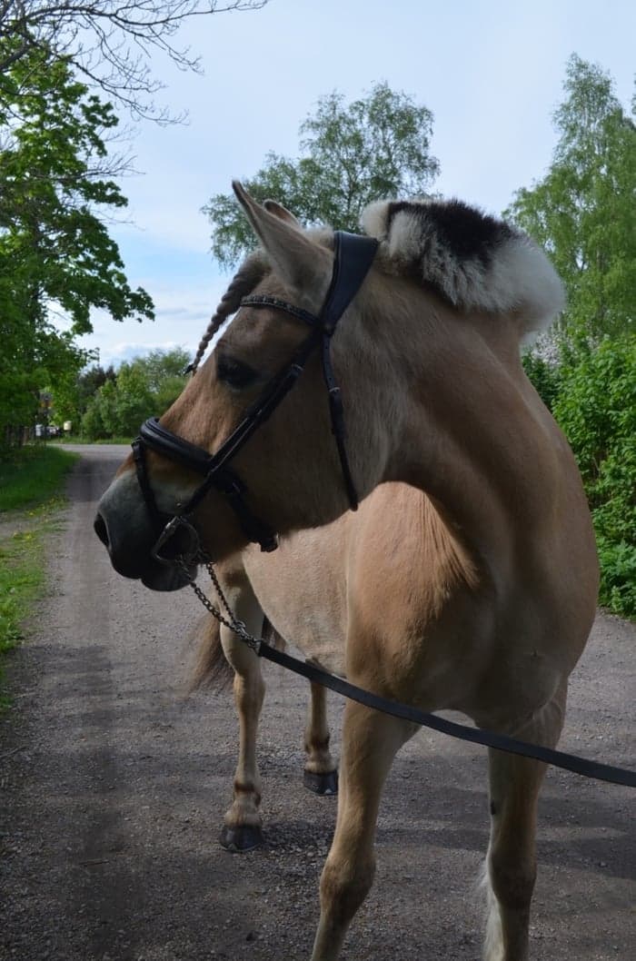 Media 1 av Wilda Hilda