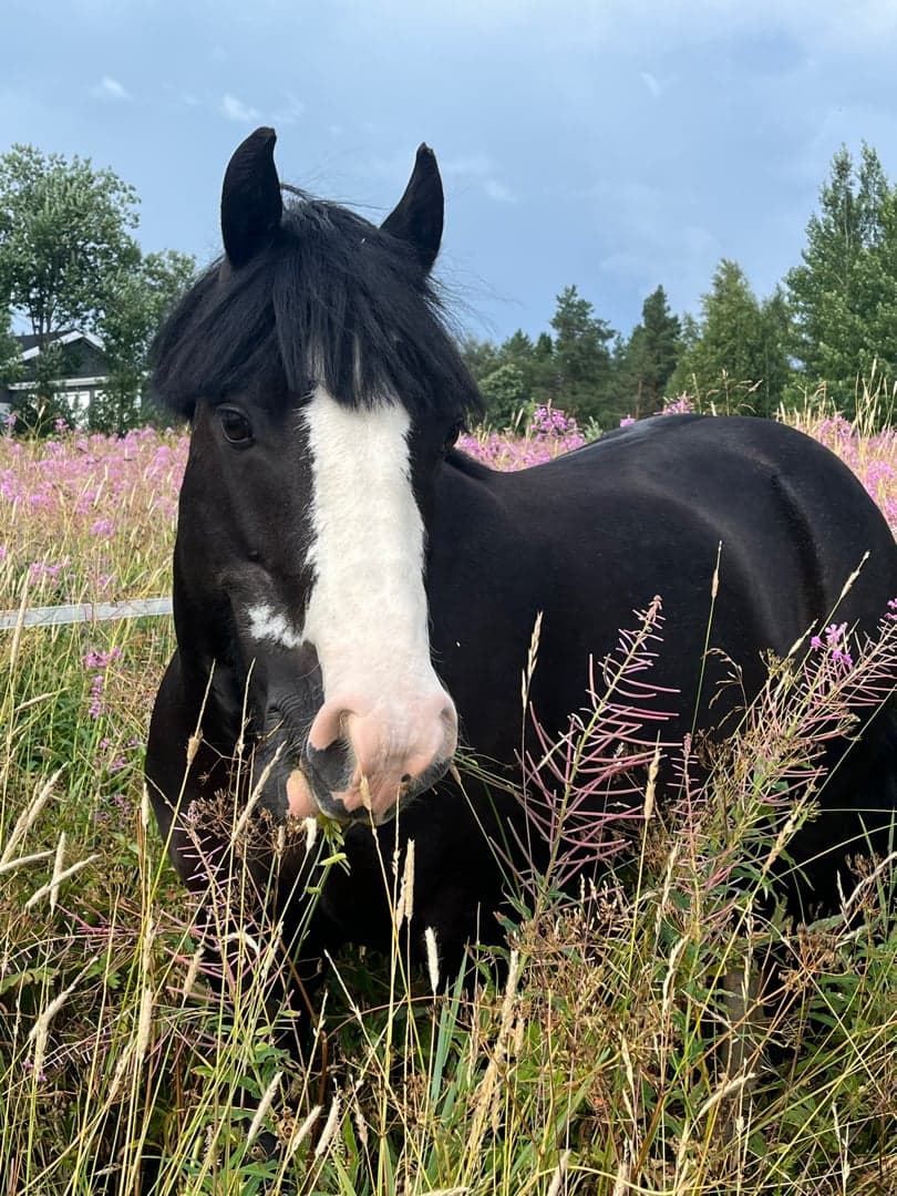 Bild 1 av Munsboro Black Betty IX