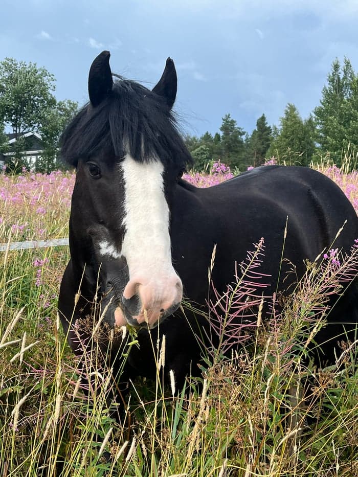 Media 1 av Munsboro Black Betty IX