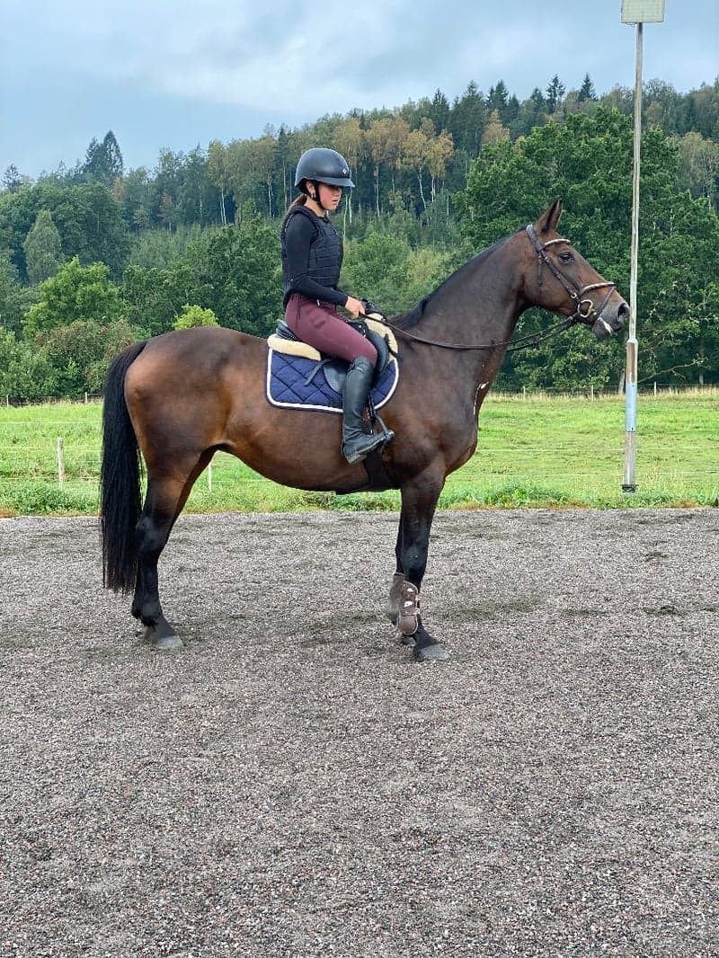 Bild 2 av Swbsto till avel eller ridning 