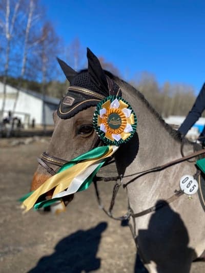 Inlägg 153 av Hoppning