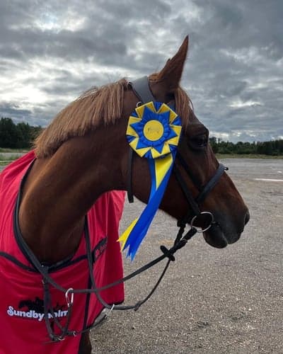 Post 20 of German Riding Pony with title Vinst!!