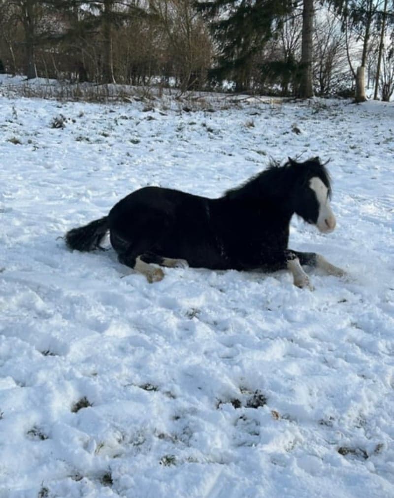 Bild 4 av Dream pony - wonderful young Welsh mare, black