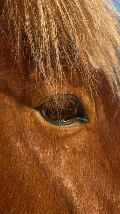 Inlägg 16 av Islandshäst med titeln ❄️