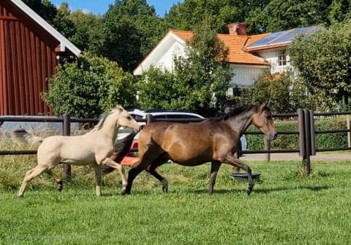 Bild av vacker D-ponny