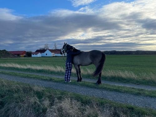 Bild av Mustang söker medryttare
