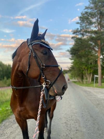 Wimmla Å
