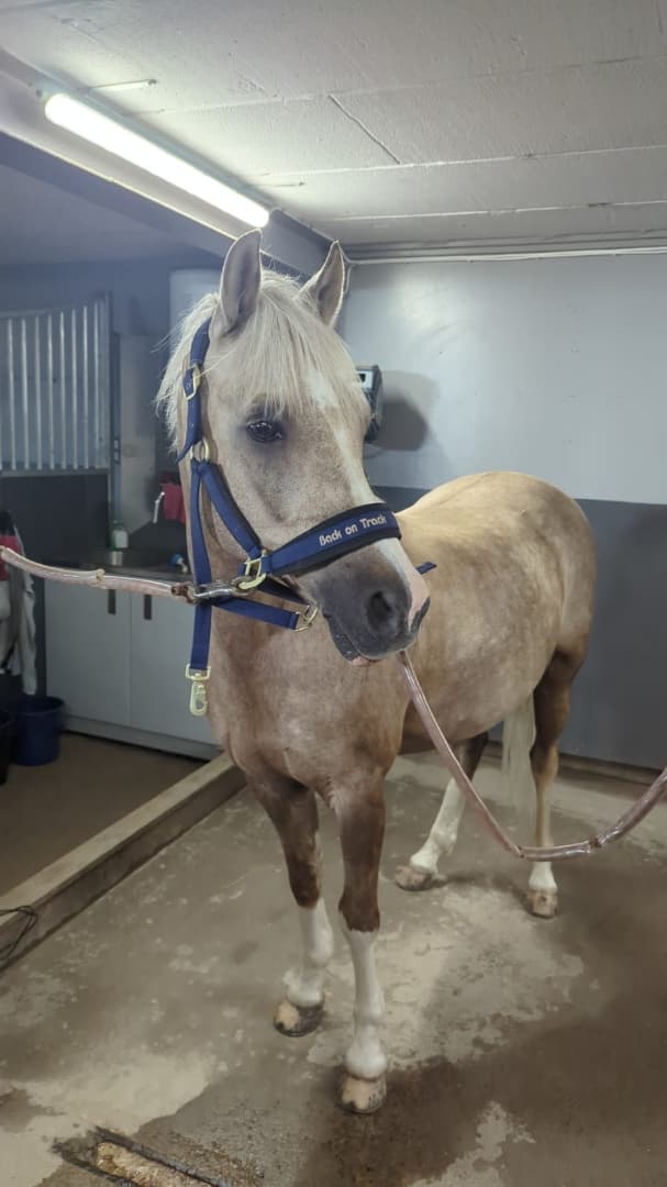 Bild 1 av Nexis Lendox