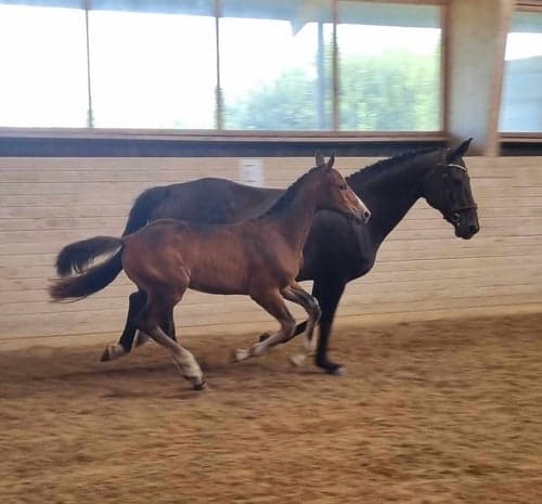 Bild av Snäll hingst -24 med riktigt bra hoppstam 