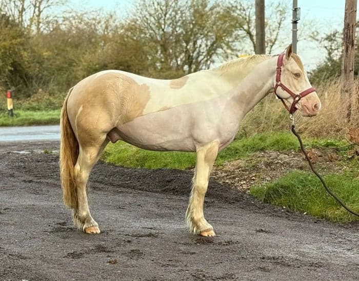 Media 9 av Striking Lemon & White Irish Allrounder- LENNIE