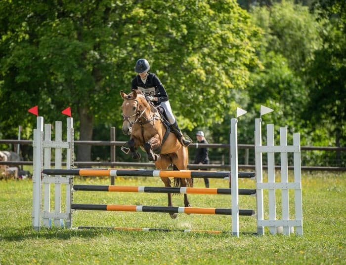 Media 1 av Fantastisk fälttävlansponny