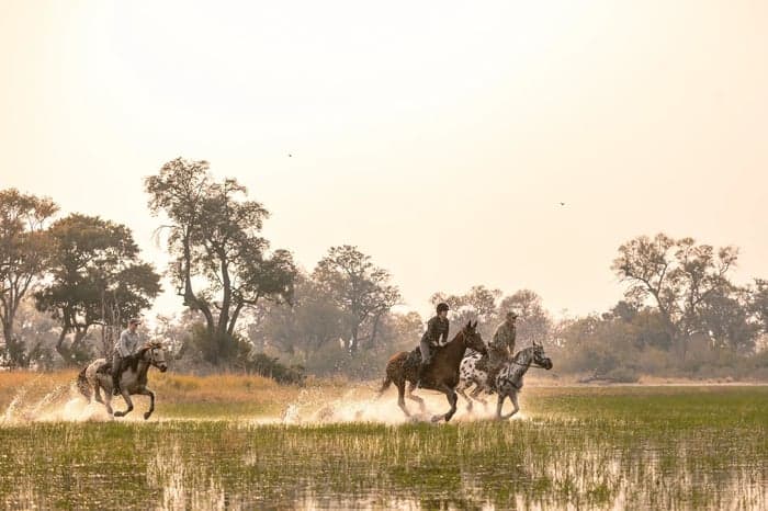 Media 5 av Ridsafari i Okavangodeltat – 10 nätter med vildmark & vatten i Botswana