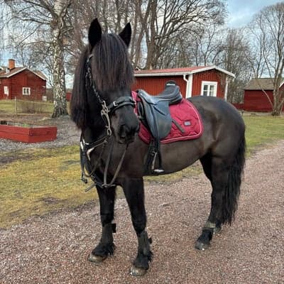 Eldsippa