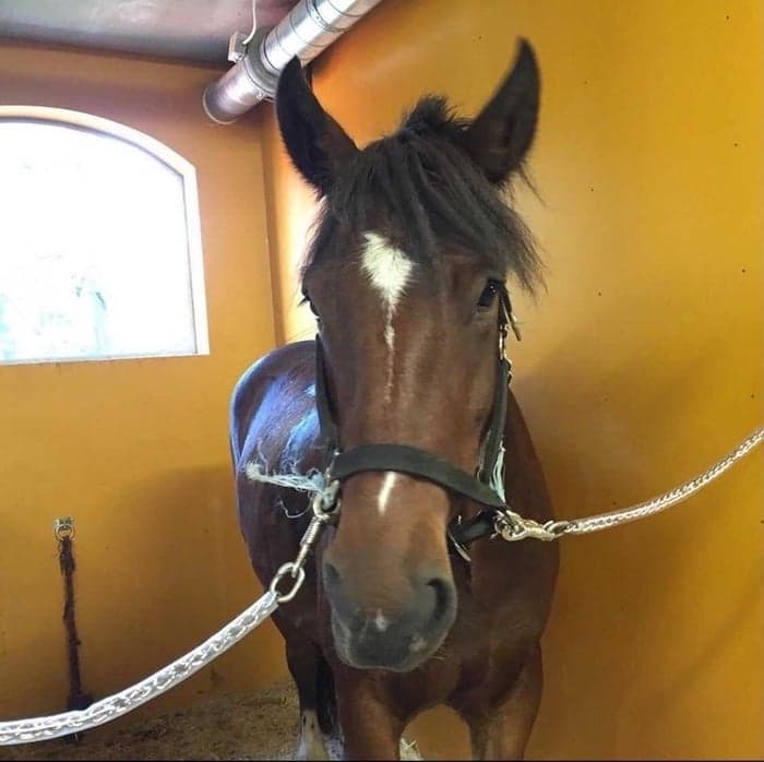 Media 1 av Monkey Puss