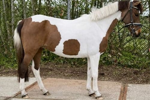 Bild av Vacker B-ponny sto, 13 år ✨