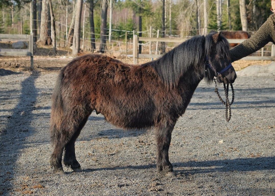 Bild 1 av Furunäs Domino