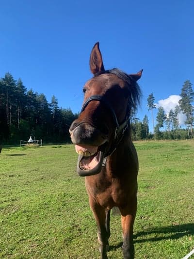 Inlägg 9 av Showridning