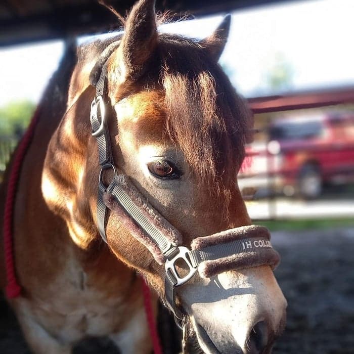 Media 1 av Lojstakewin