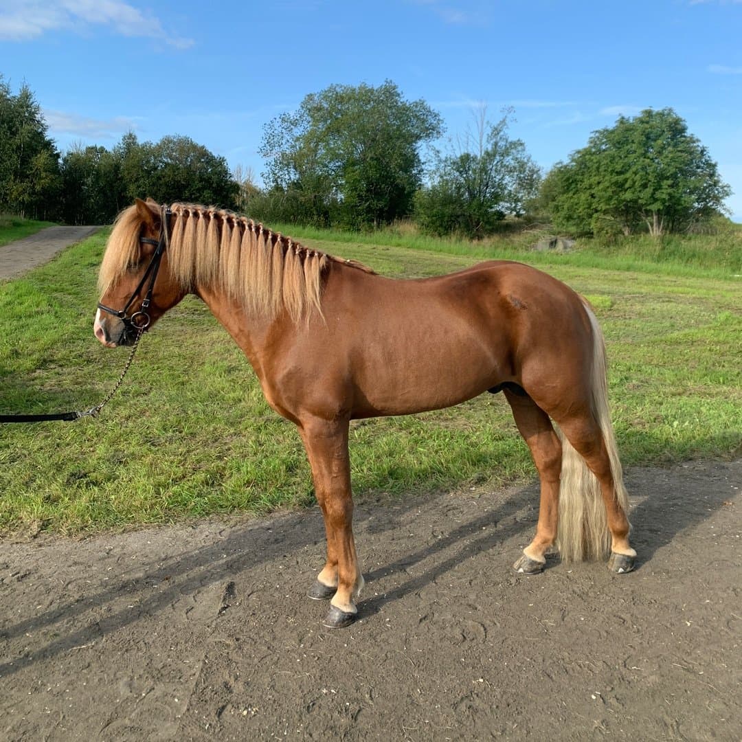 Bild 1 av Ess från Sundabakka