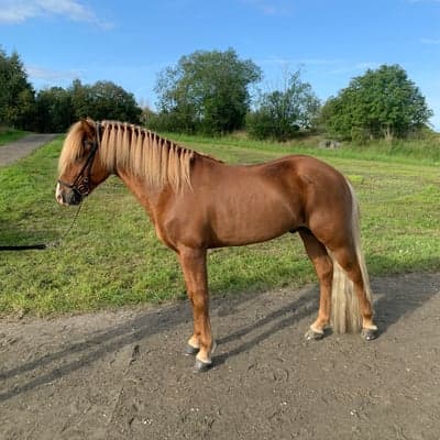 Ess från Sundabakka