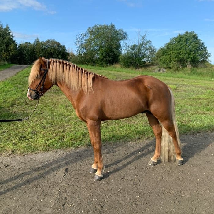 Media 1 av Ess från Sundabakka