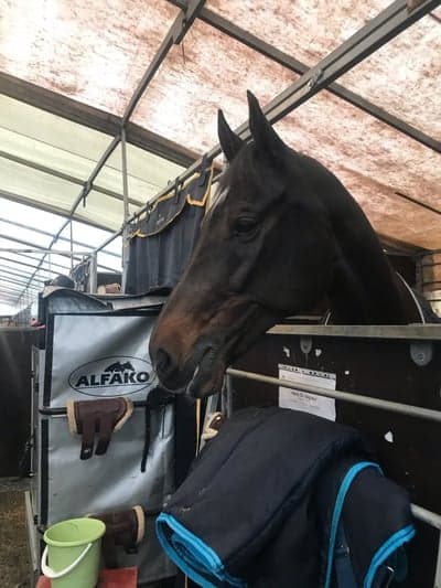 Inlägg 11 av Holsteiner med titeln Captain🤩