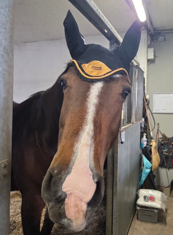 Media 5 av Svartguldig luva från Equito